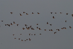 David Plant Photography - Wildlife Photographer - Pink-footed geese flock - B